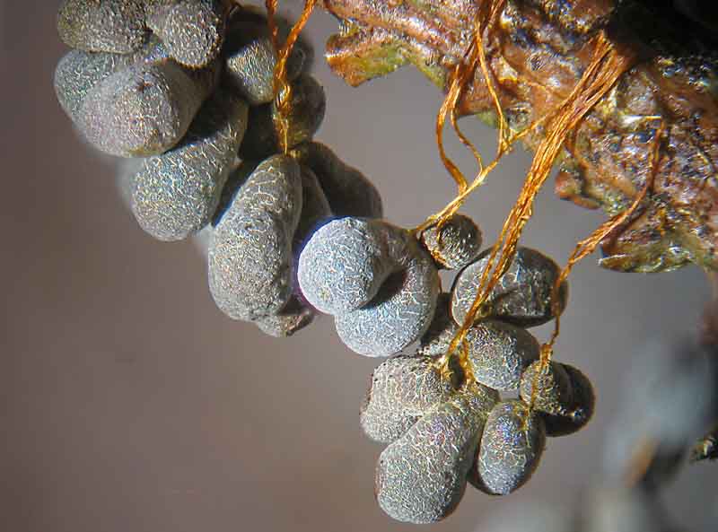 Badhamia utricularis